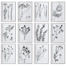 Uttermost 33713 - Uttermost Contemporary Botanicals Framed Prints, S/12